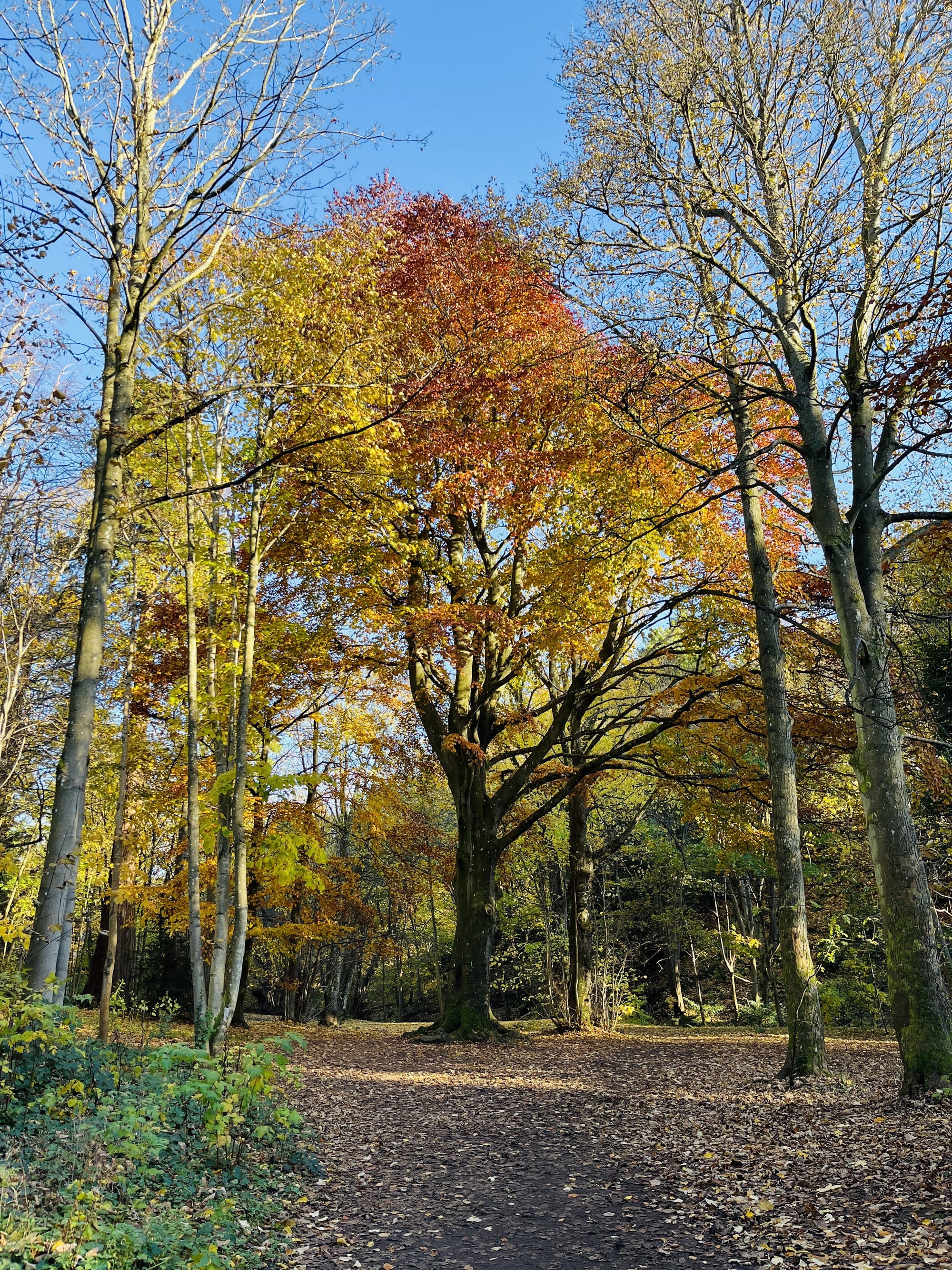 A tall tree in the middle of a path with various shades of yellow, orange and red leaves