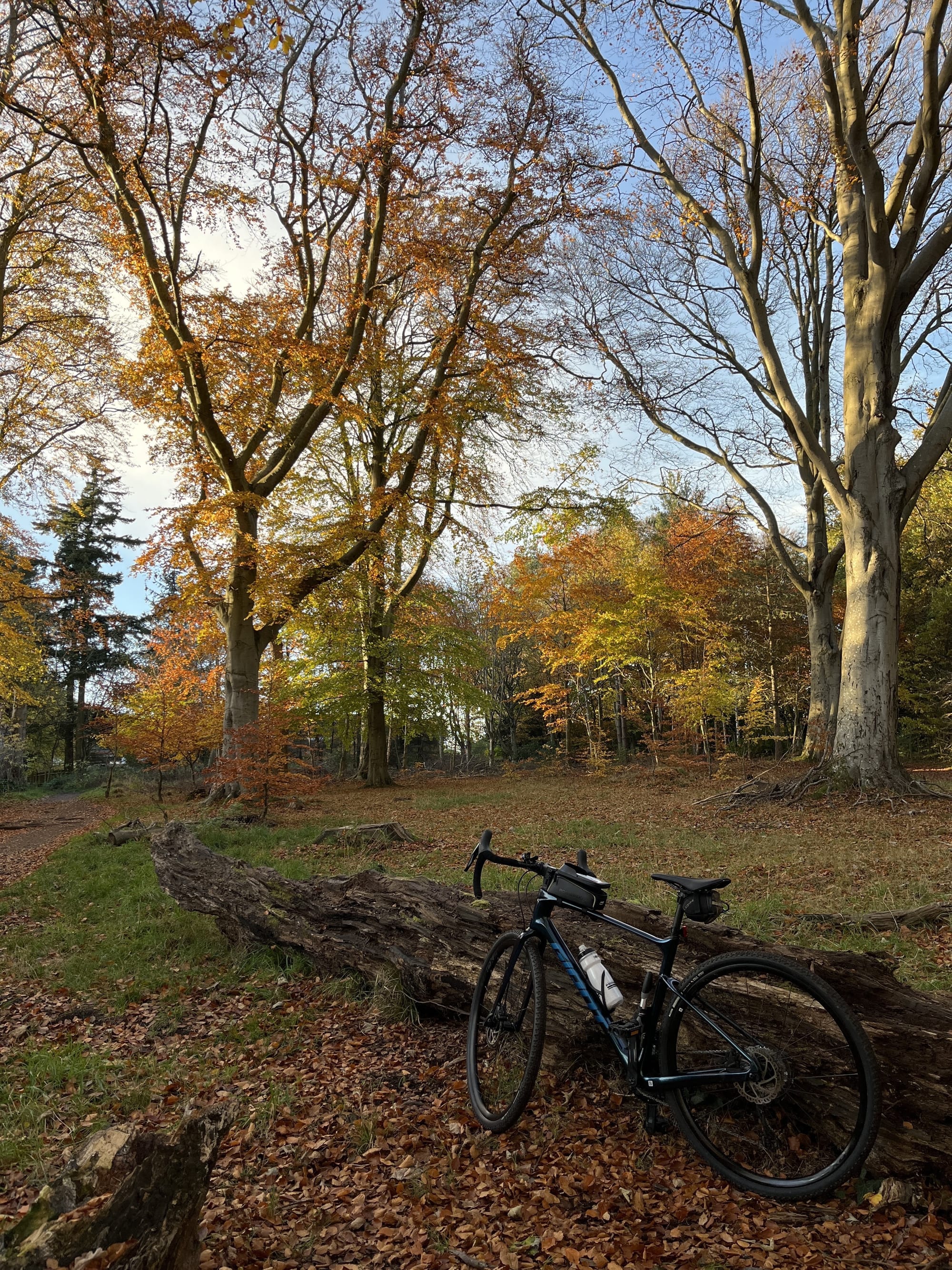 A gravel bike resting against a log in the middle of an autumnal woodland where the trees and the leaves on the ground in various shades of red, brown, yellow and orange.