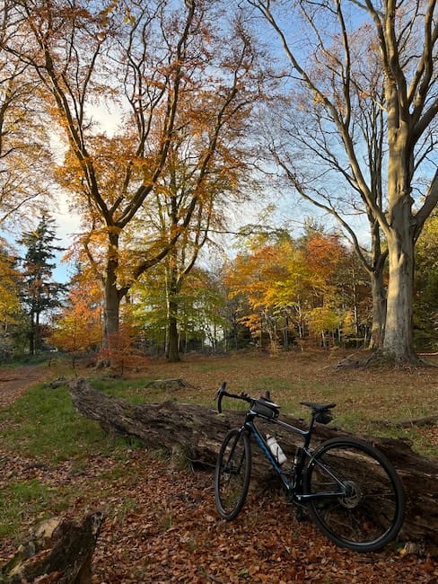 A gravel bike on a bed fallen leaves, leaning against a fallen log. In the background are various trees in shades of autumnal yellow, orange and red.